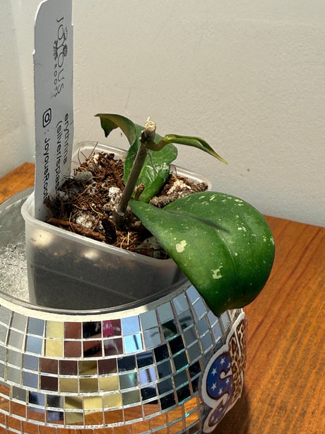 D-184 erythrina (silver/splash)