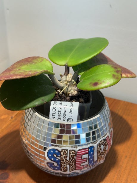 D-181 NTLOC013 (pachyclada x Obovata)