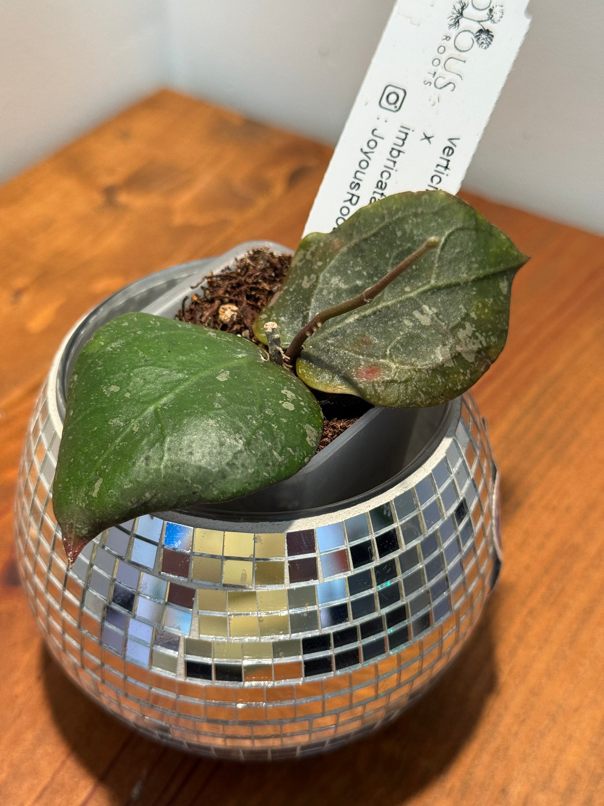 C-632 Verticillata x imbricata