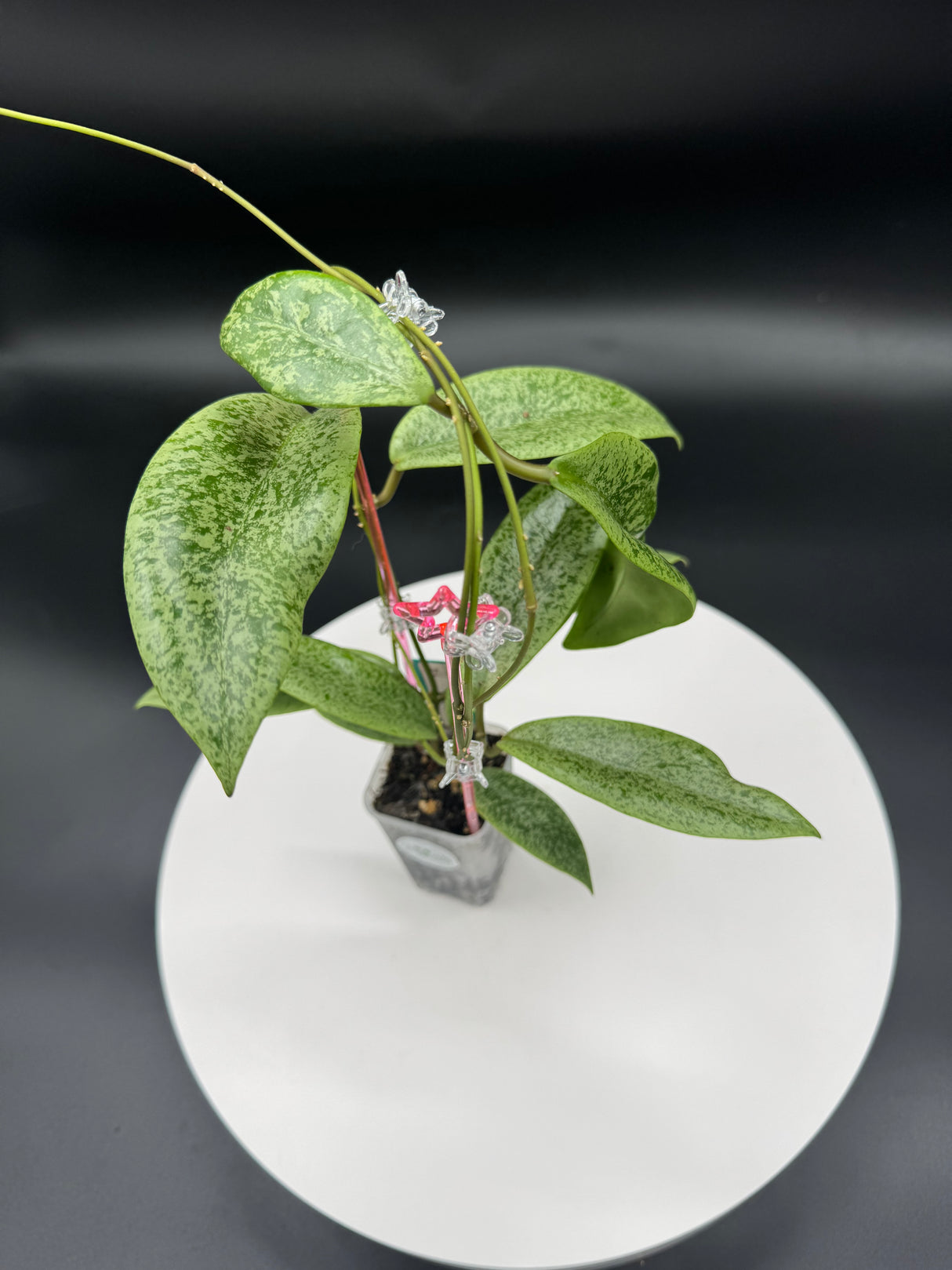 Hoya Jitta Silver