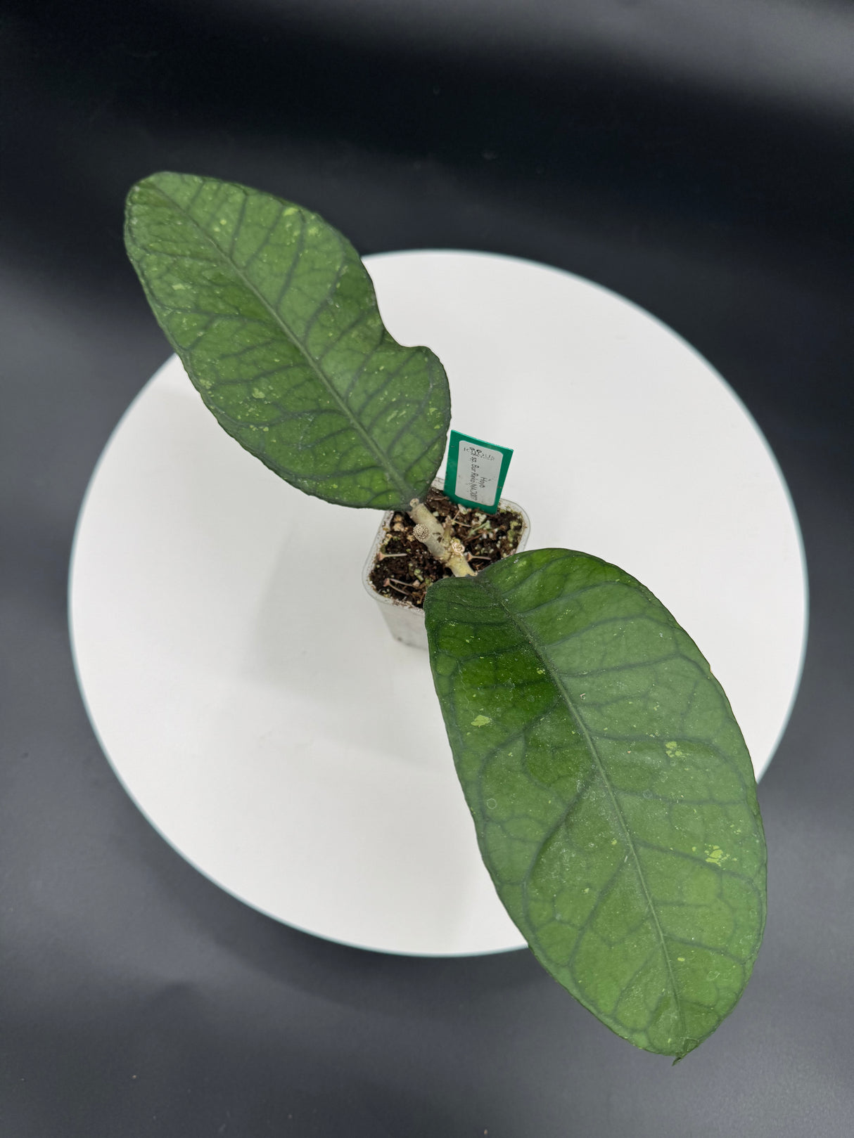 Hoya Sp. Bur Reko NAD007