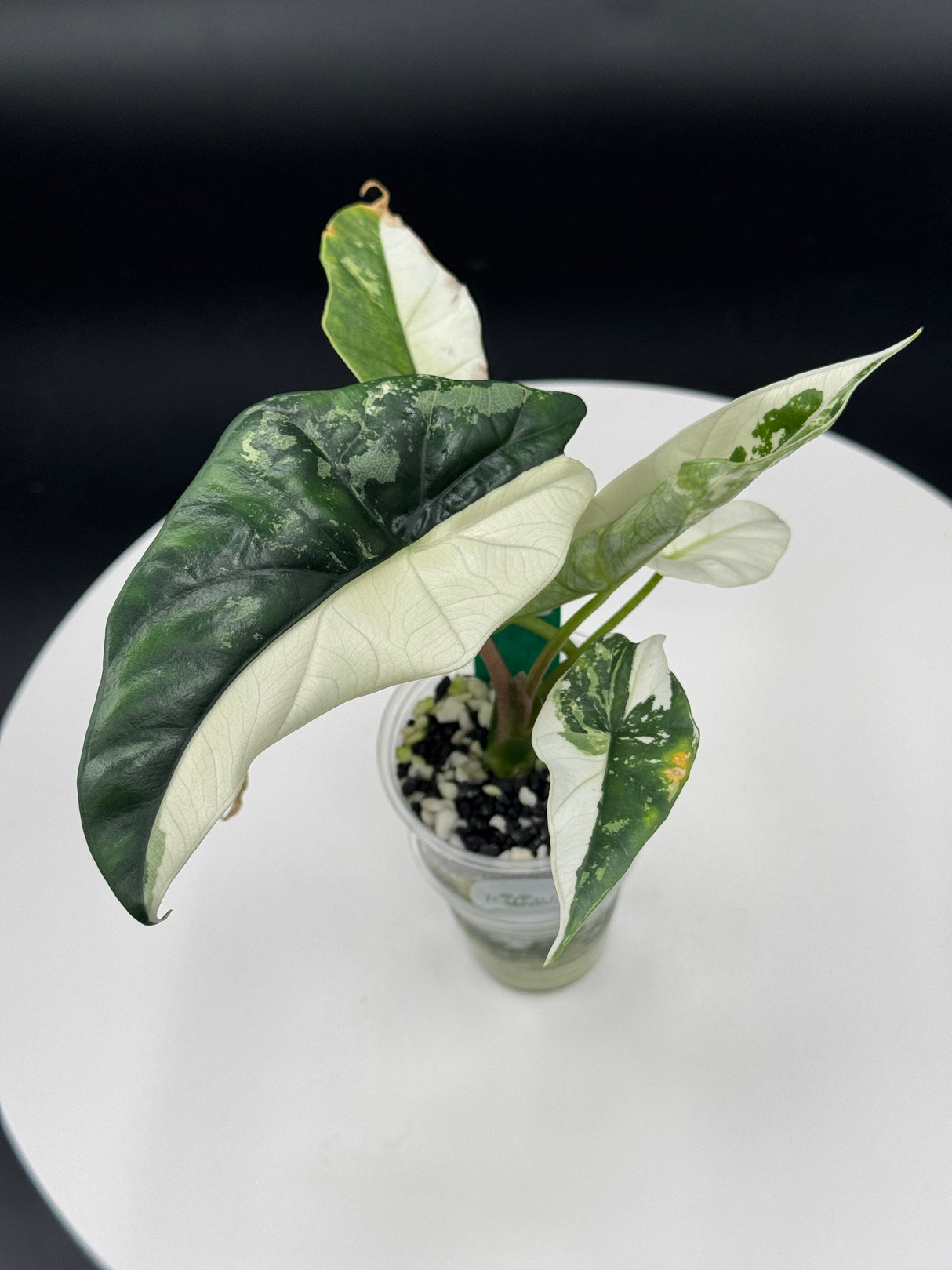 Alocasia Simpo Albo