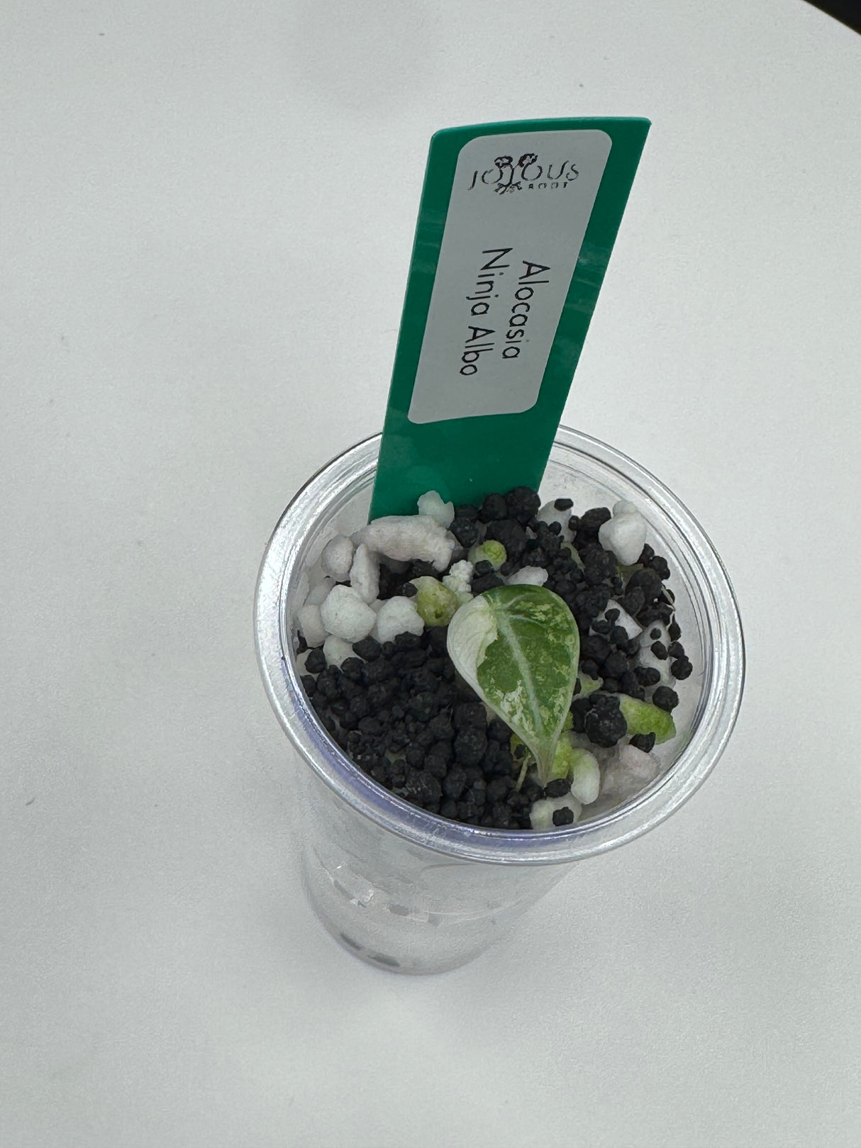 Alocasia Ninja Albo