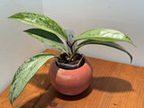C-413 pubicalyx ‘Pink Silver Ghost’