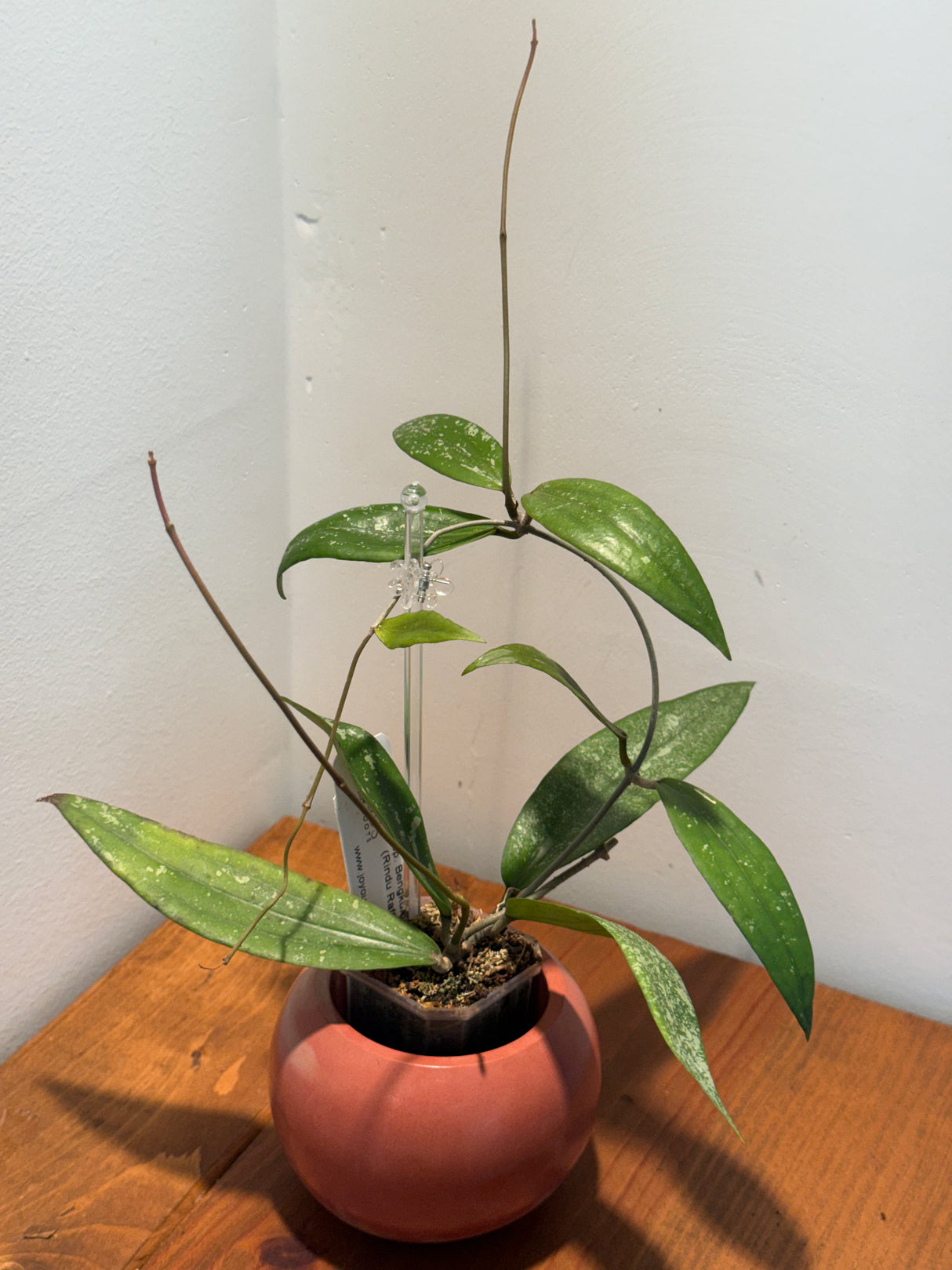 B-089 sp. Bengkulu (Rindu Rafflesia)