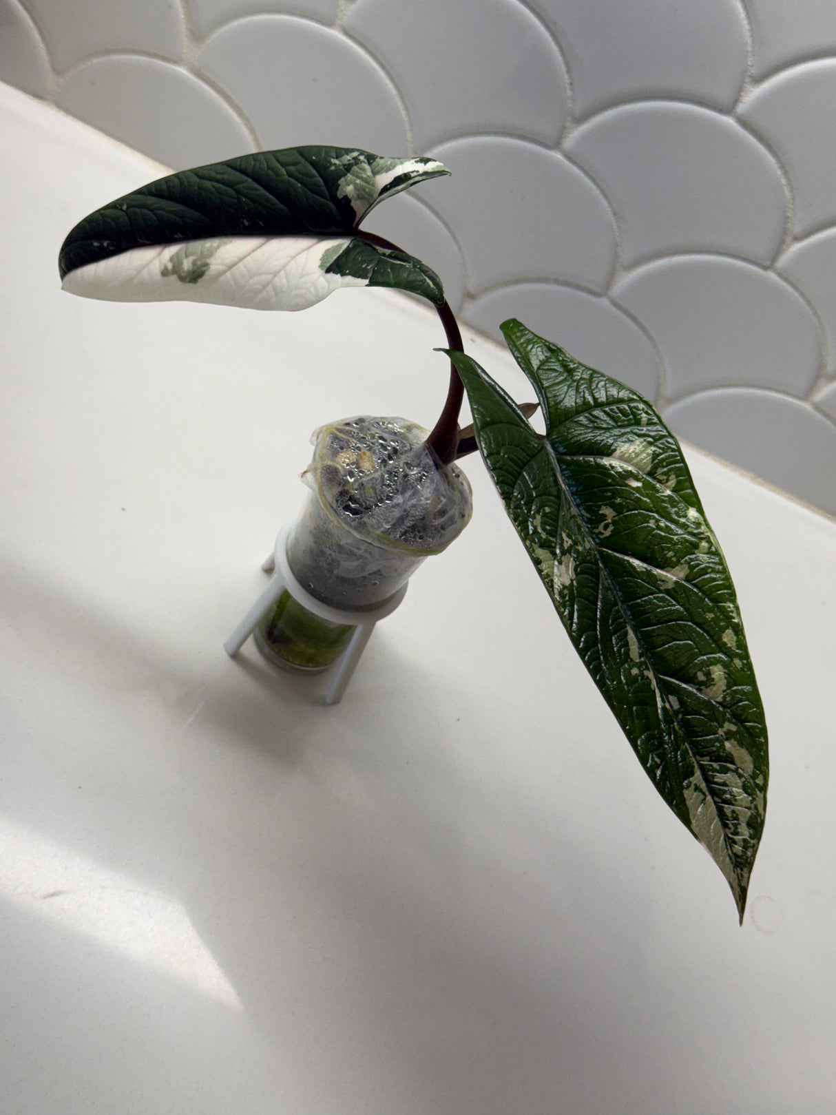 Alocasia Scalprum Albo
