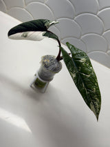 Alocasia Scalprum Albo