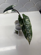 Alocasia Scalprum Albo