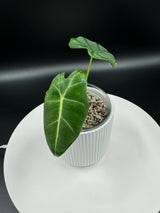 3" Alocasia - Frydek (AFK-1)