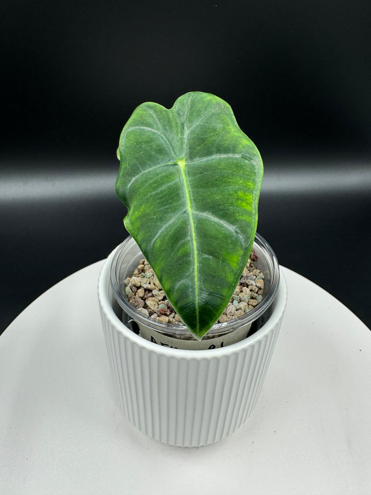 3" Alocasia - Frydek (AFK-1)