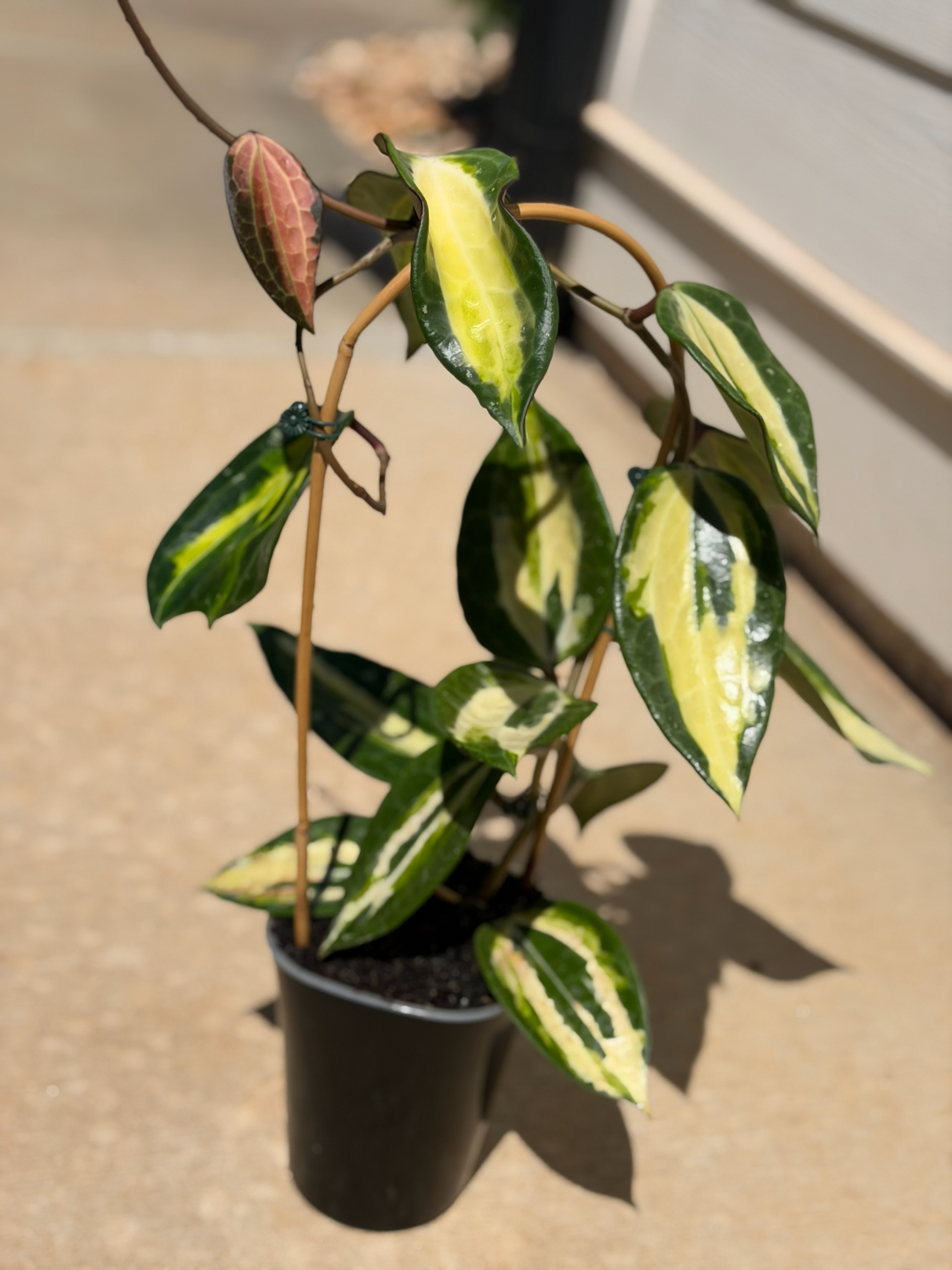 Hoya latifolia 'Jawa Barat' Mother Plant