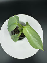 3" Philodendron - Silver Sword (PSS-3)