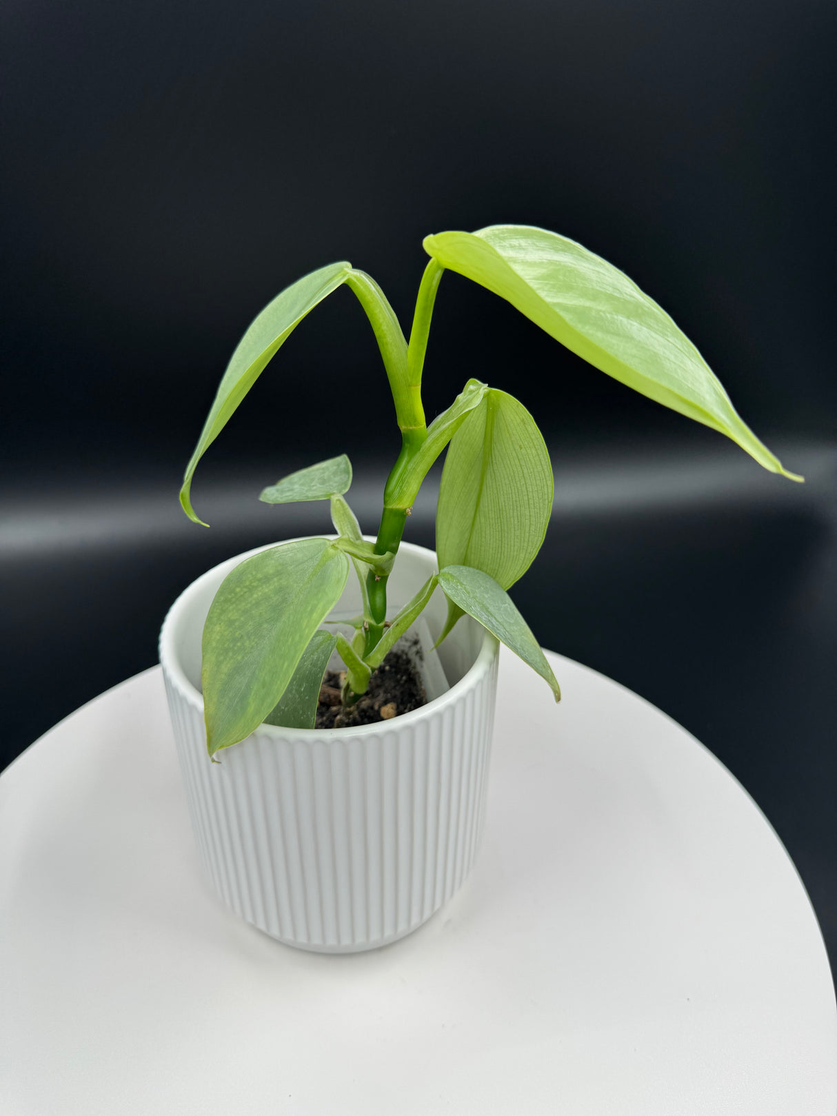 3" Philodendron - Silver Sword (PSS-3)