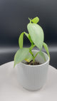 3" Philodendron - Silver Sword (PSS-3)