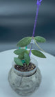 Hoya NAP16